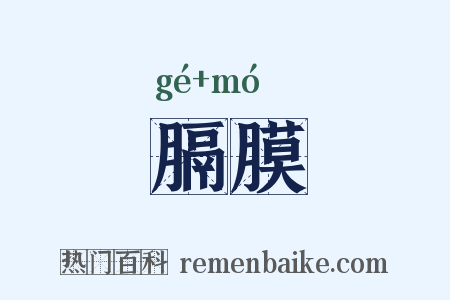 膈膜是什么意思的图片